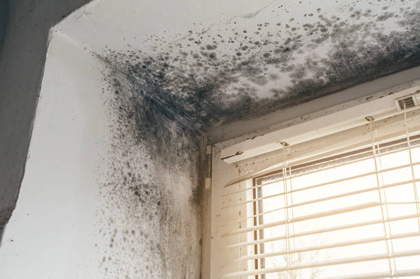 Affordable Mold Cleanup solutions in Bulverde, TX