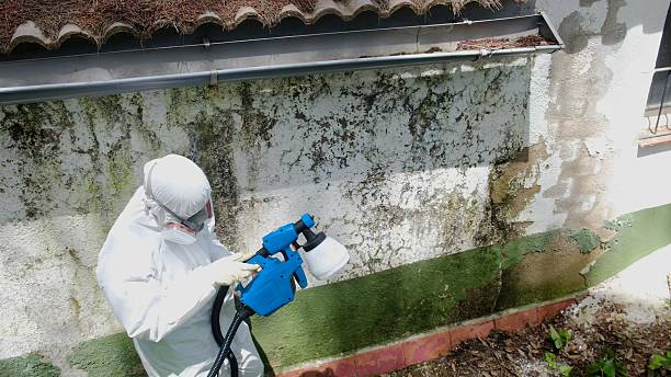 Top rated local Mold Cleanup specialists in Bulverde, TX